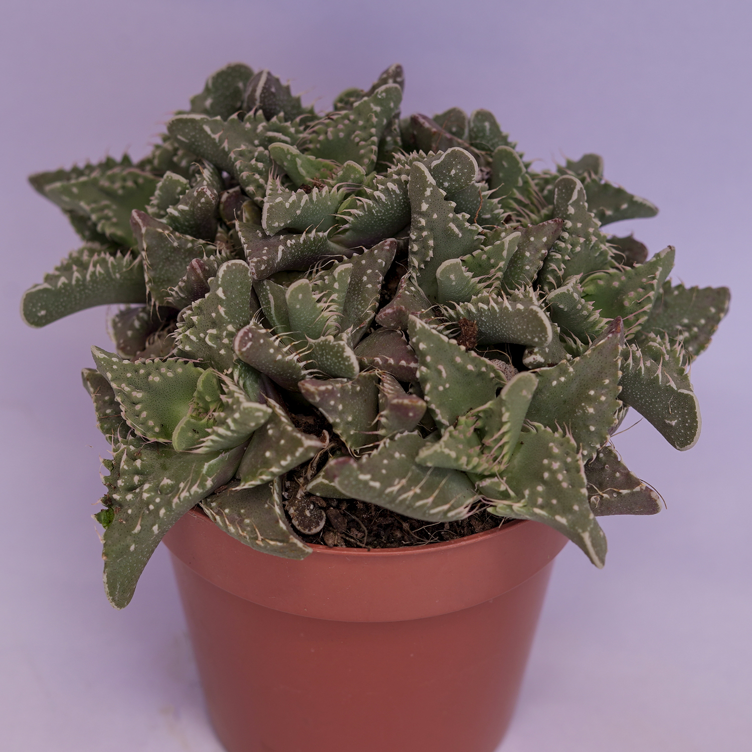 You are currently viewing Faucaria tuberculosa