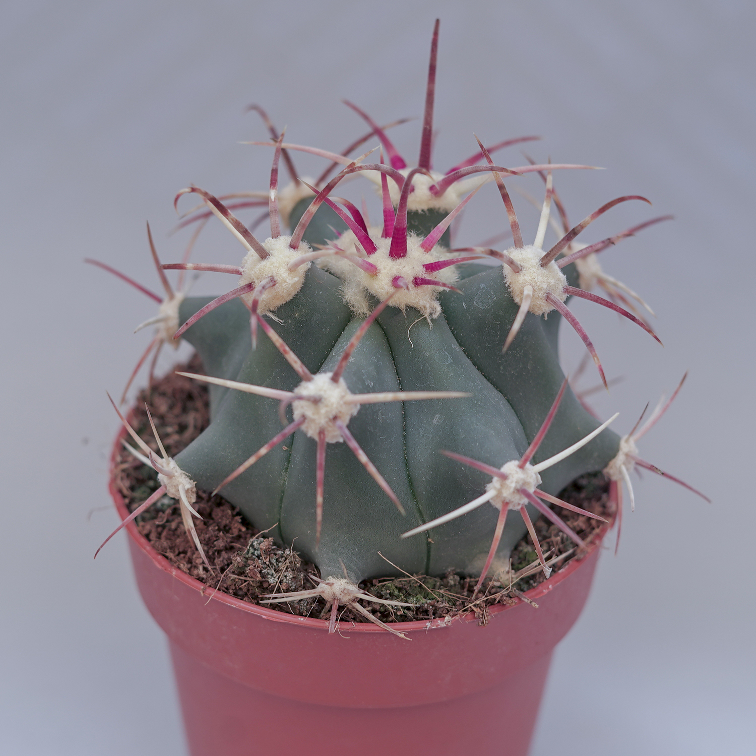 You are currently viewing Ferocactus emoryi