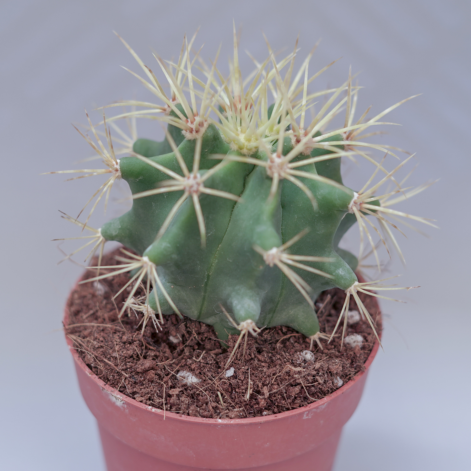 You are currently viewing Ferocactus glaucescens