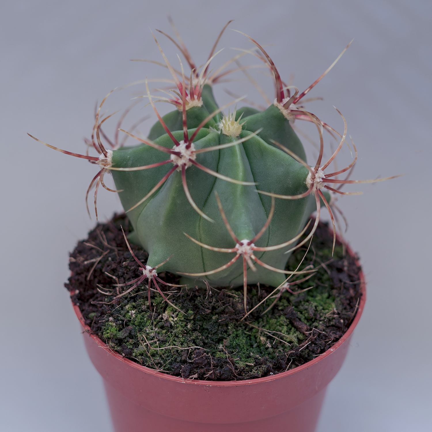 You are currently viewing Ferocactus histrix