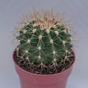 Read more about the article Ferocactus scwartzii