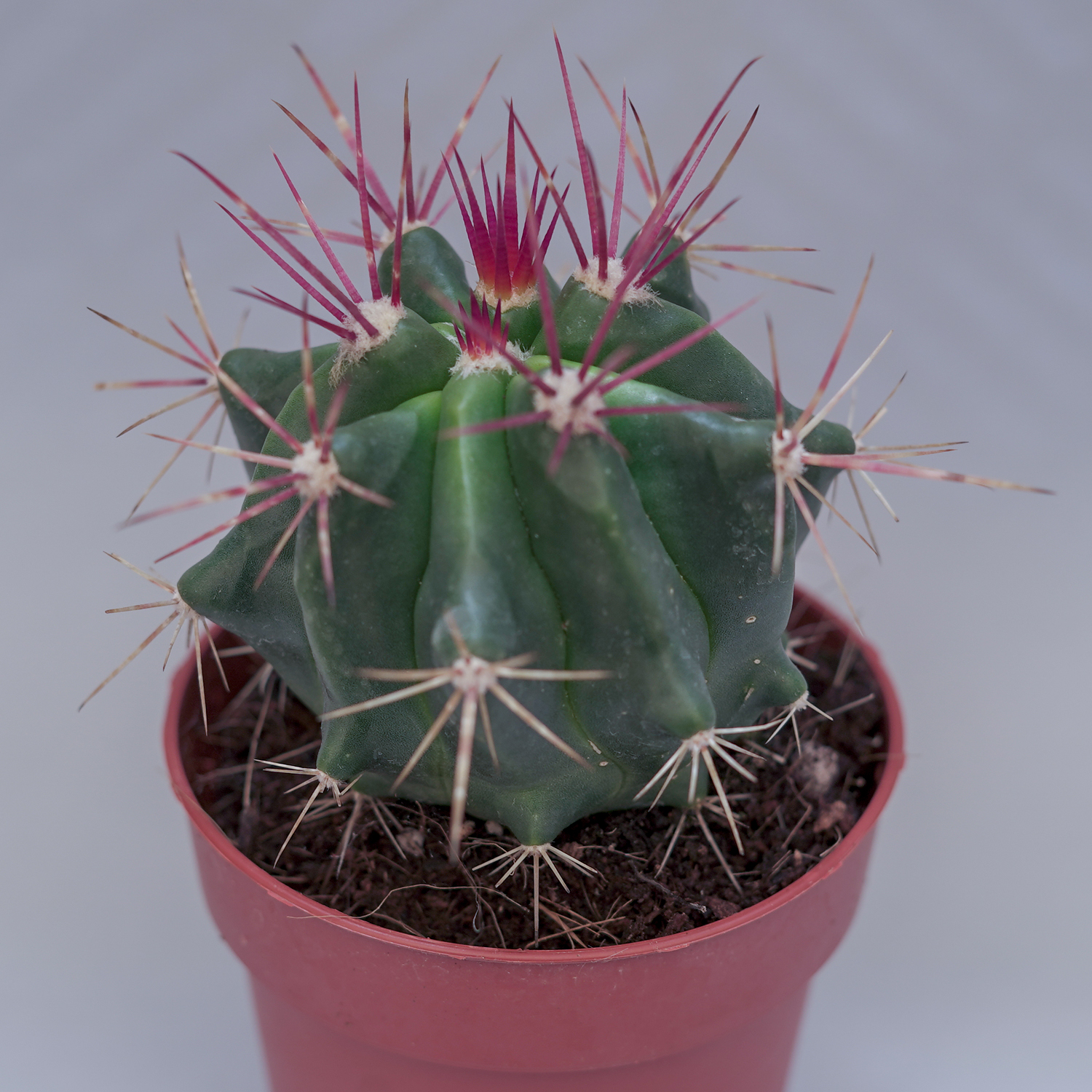 You are currently viewing Ferocactus stainesii