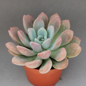 Read more about the article Graptoveria opalina