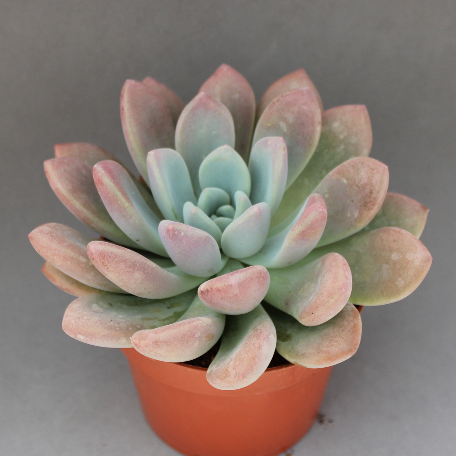 You are currently viewing Graptoveria opalina