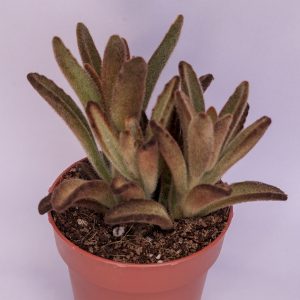 Read more about the article Kalanchoe tomentosa chocolate soldier