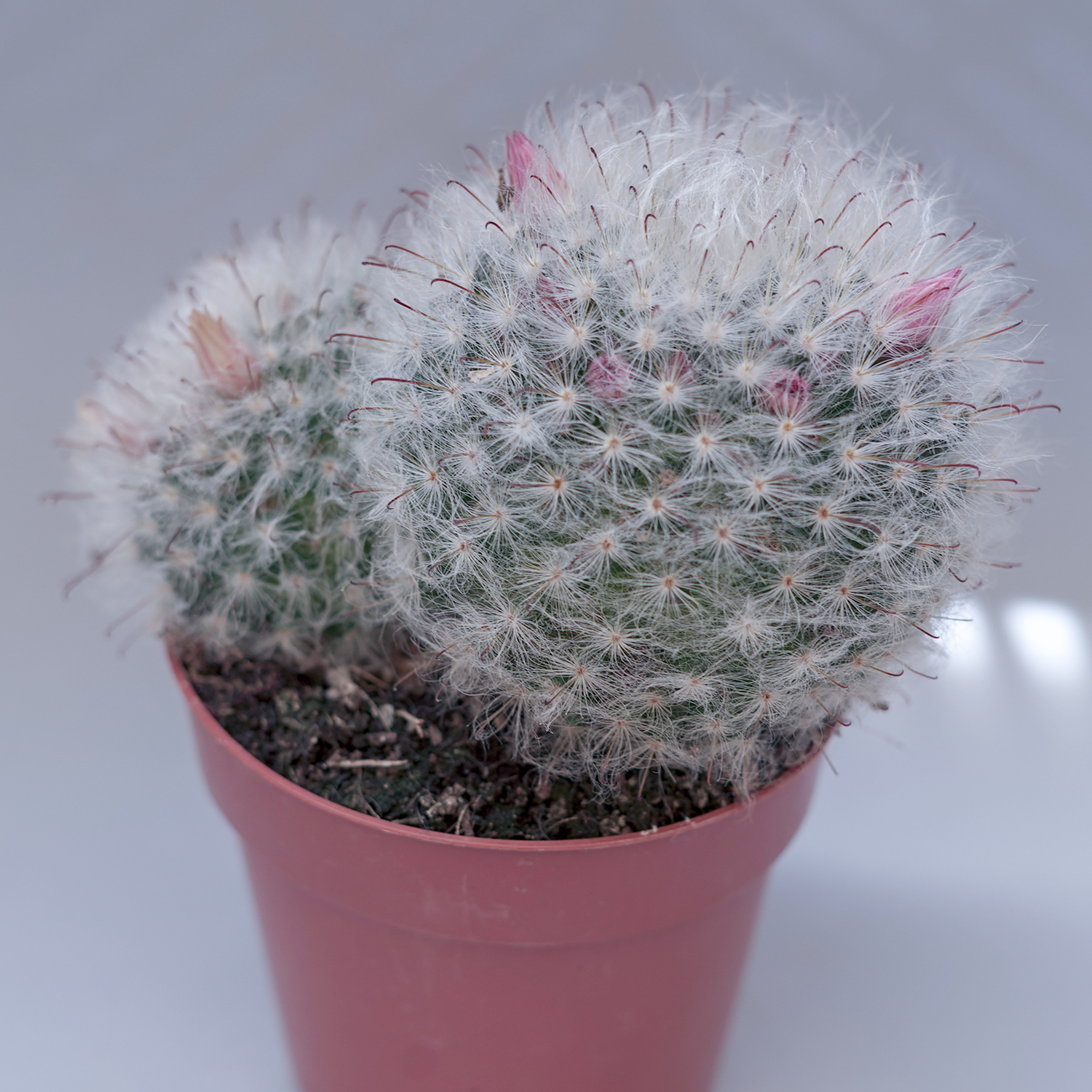 You are currently viewing Mammillaria bocasana