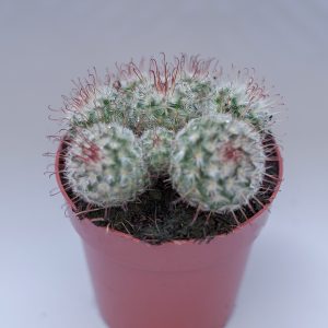 Read more about the article Mammillaria bombycina