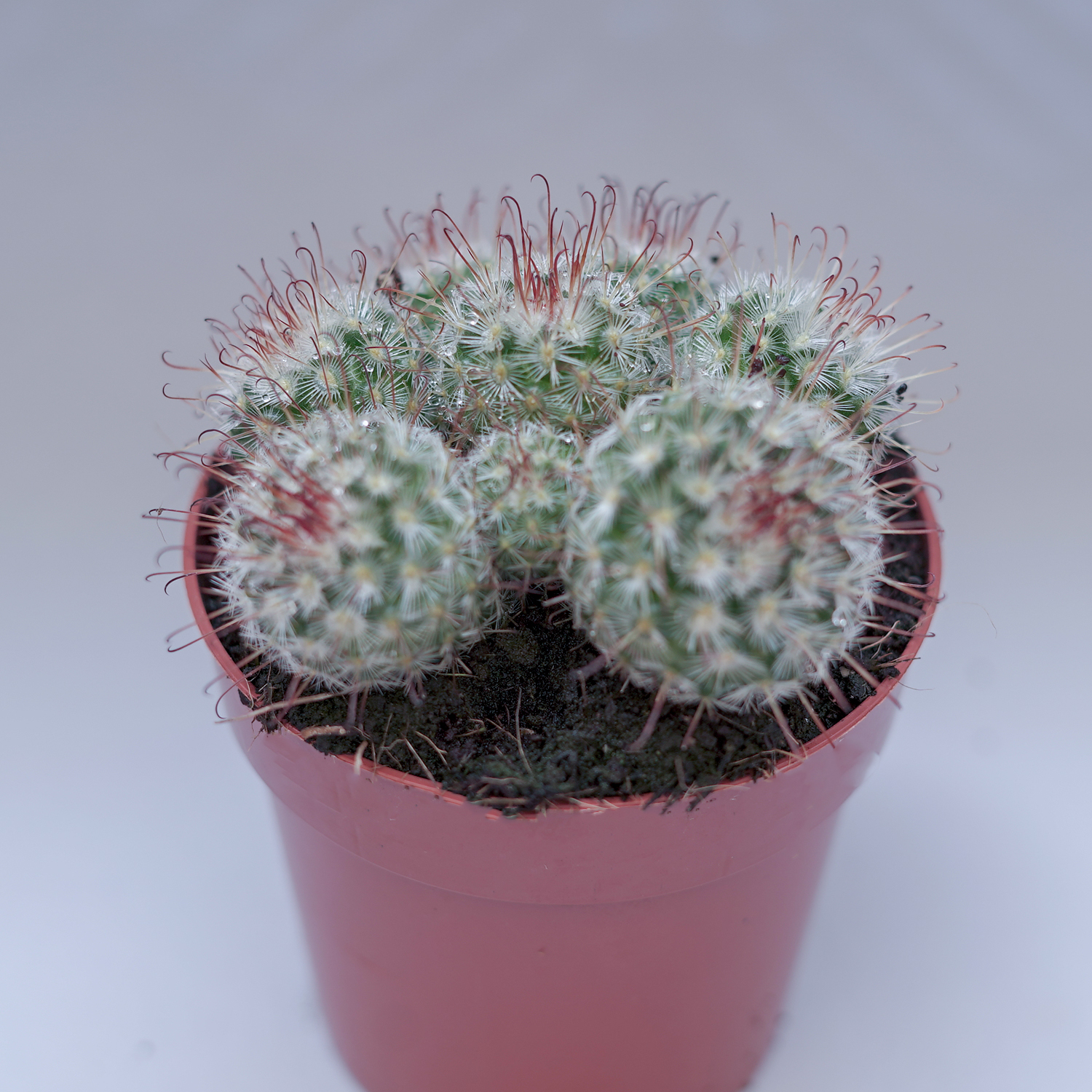 You are currently viewing Mammillaria bombycina