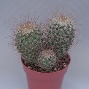 Read more about the article Mammillaria magnifica