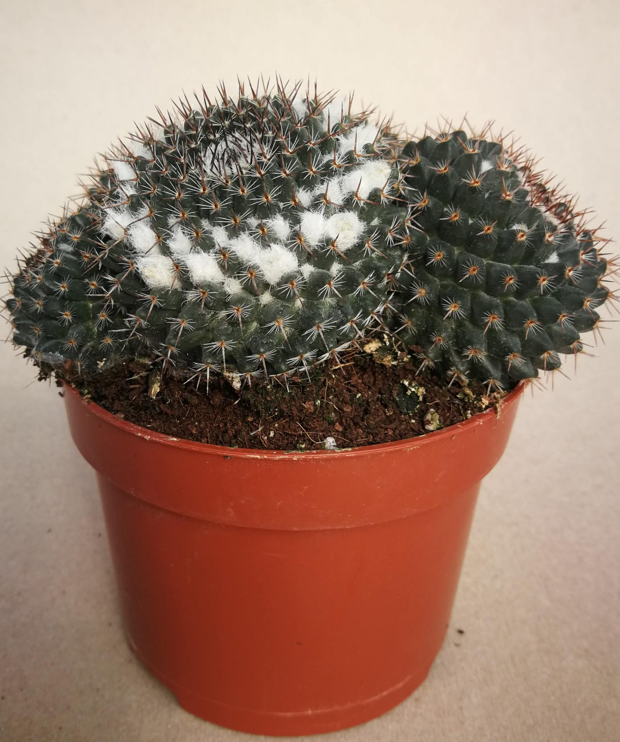 You are currently viewing Mammillaria mendeliana