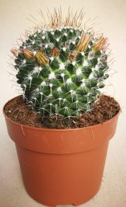 Read more about the article Mammillaria nejapensis