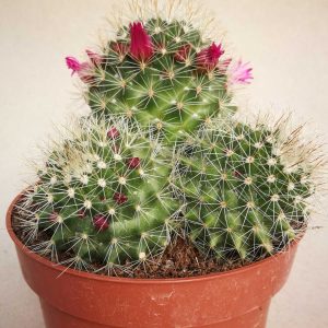 Read more about the article Mammillaria zeilmaniana