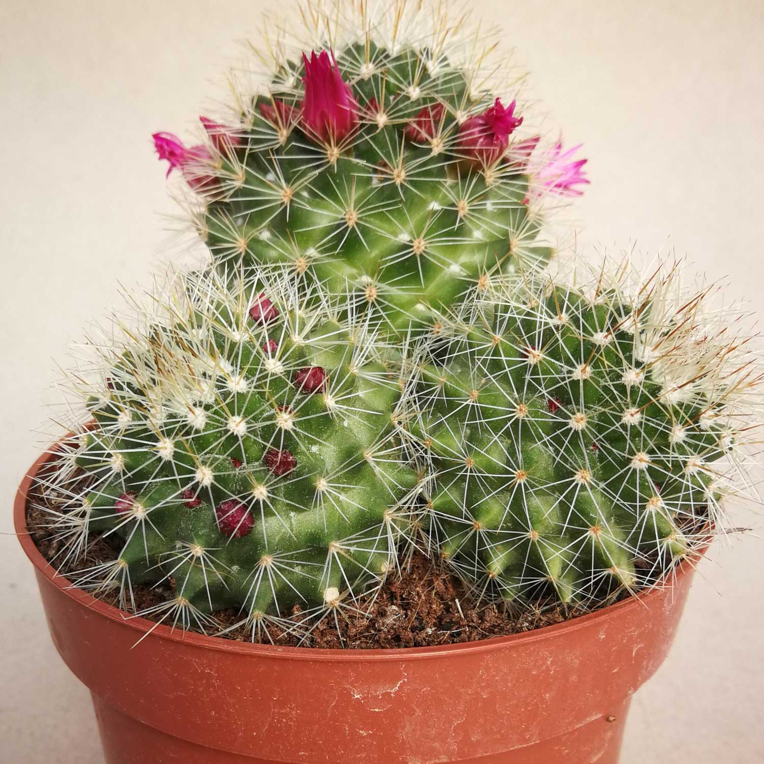 You are currently viewing Mammillaria zeilmaniana