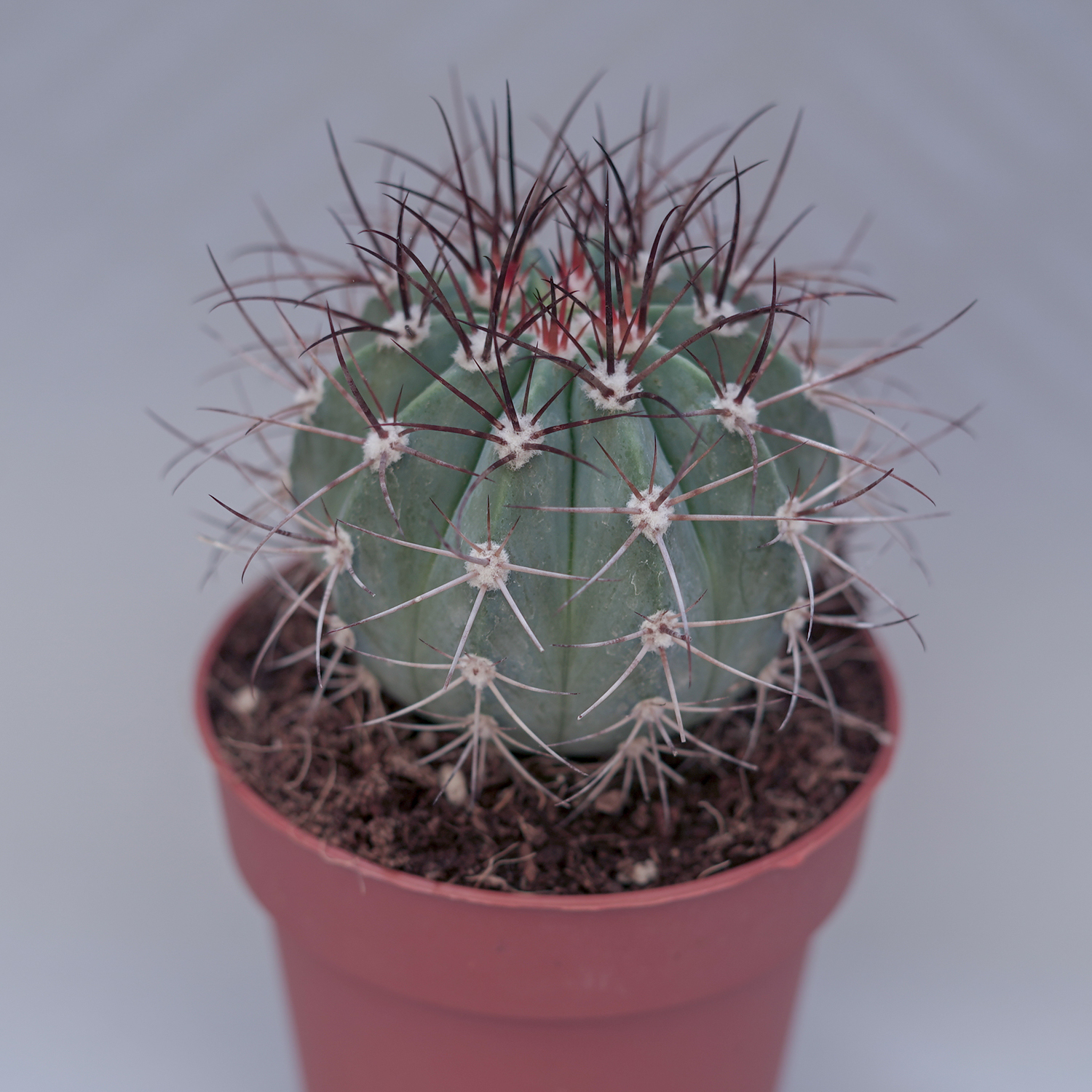 You are currently viewing Melocactus azureus