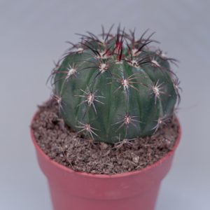 Read more about the article Melocactus bahiensis