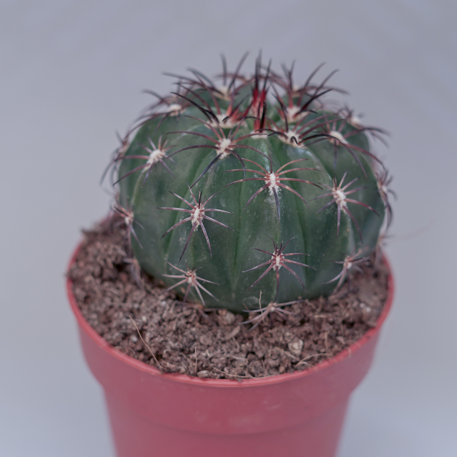 You are currently viewing Melocactus bahiensis
