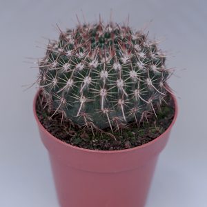 Read more about the article Notocactus mammulosus