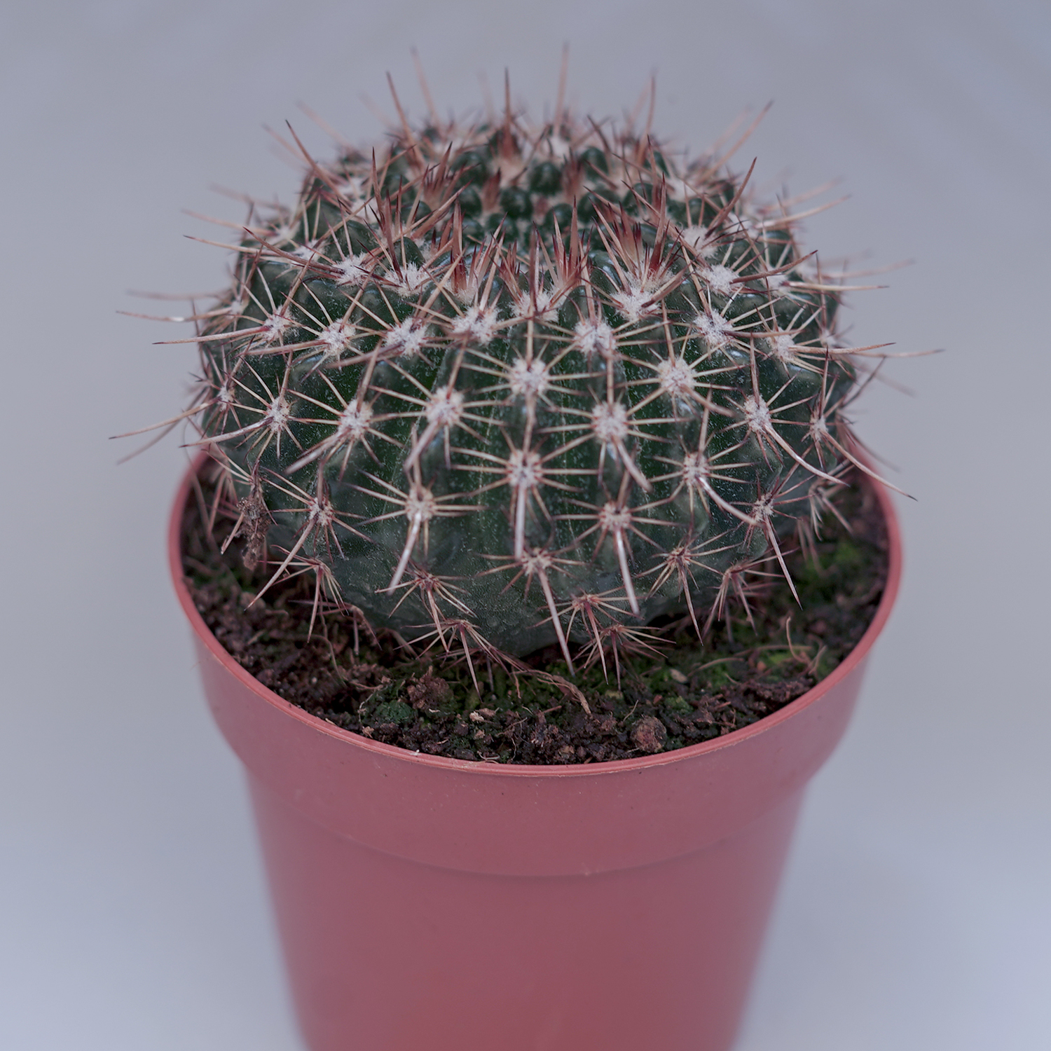 You are currently viewing Notocactus mammulosus