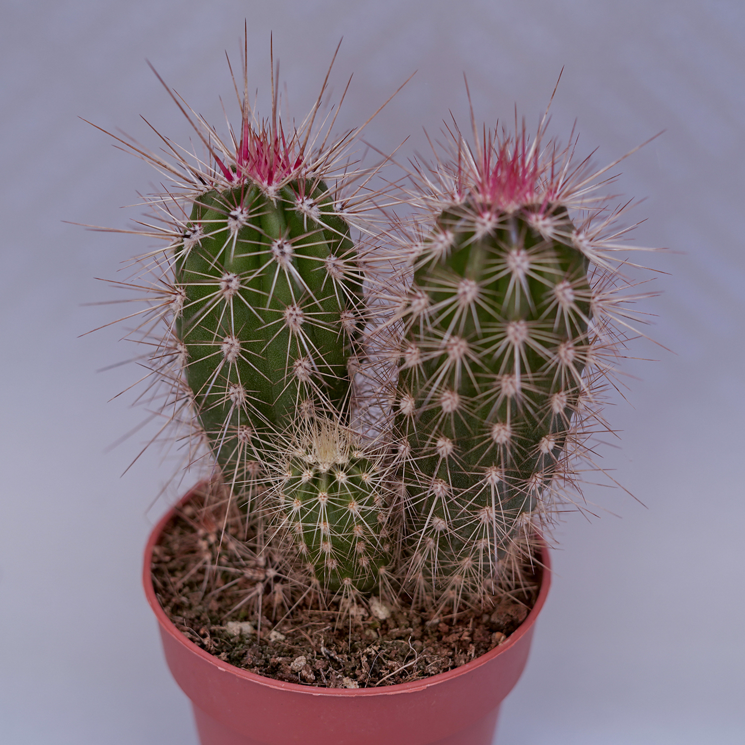 You are currently viewing Pachycereus pringleii