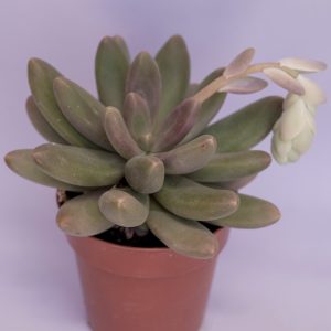 Read more about the article Pachyphytum oviferum