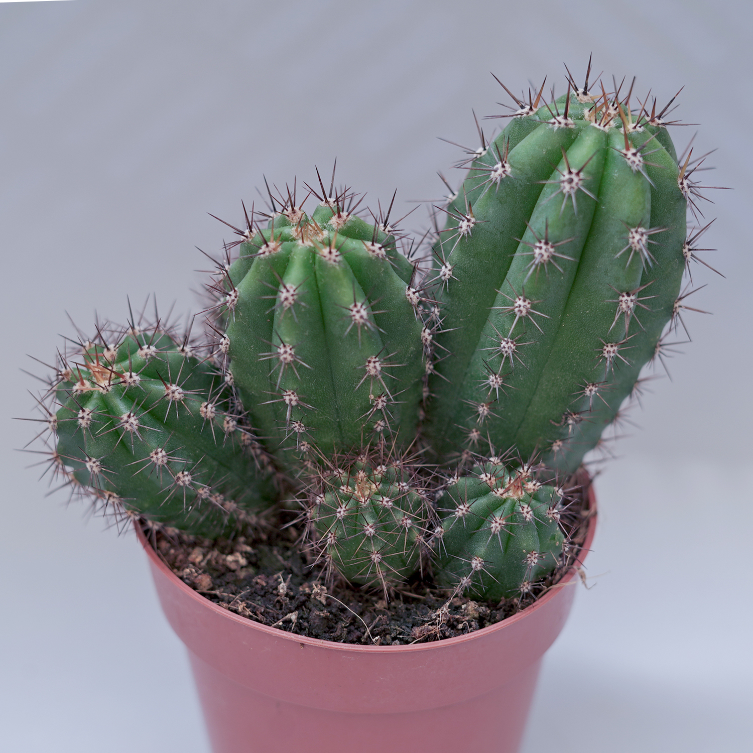 You are currently viewing Trichocereus pachanoii