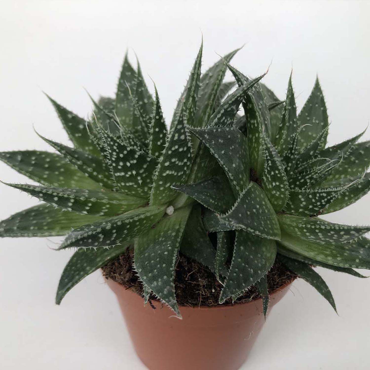 You are currently viewing Aloe aristata