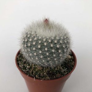 Read more about the article Brasilicactus haselbergii