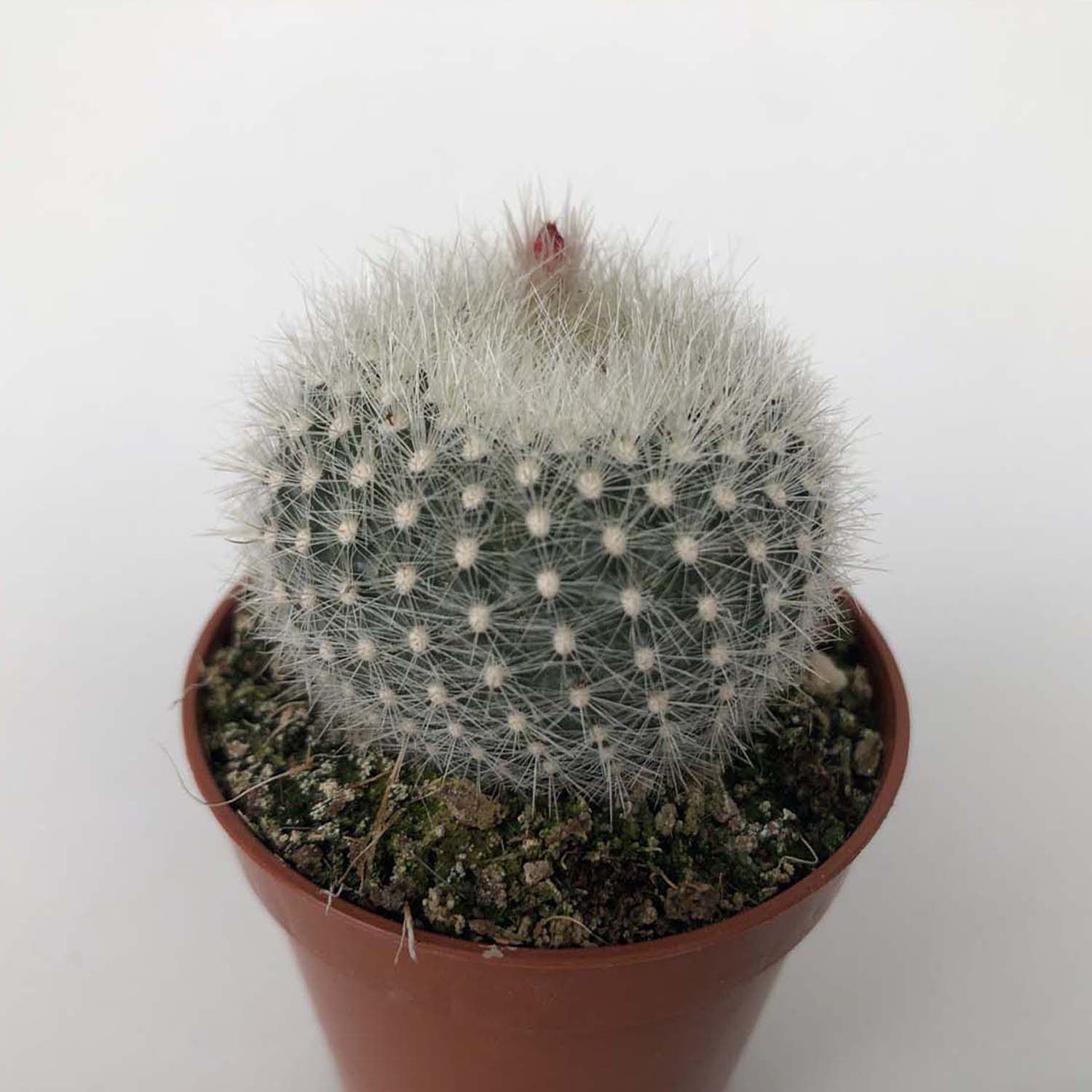 You are currently viewing Brasilicactus haselbergii