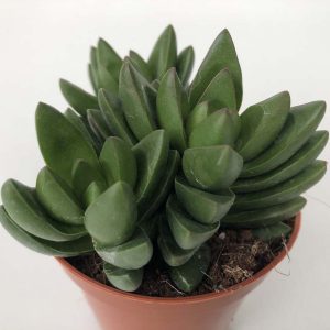 Read more about the article Crassula ben