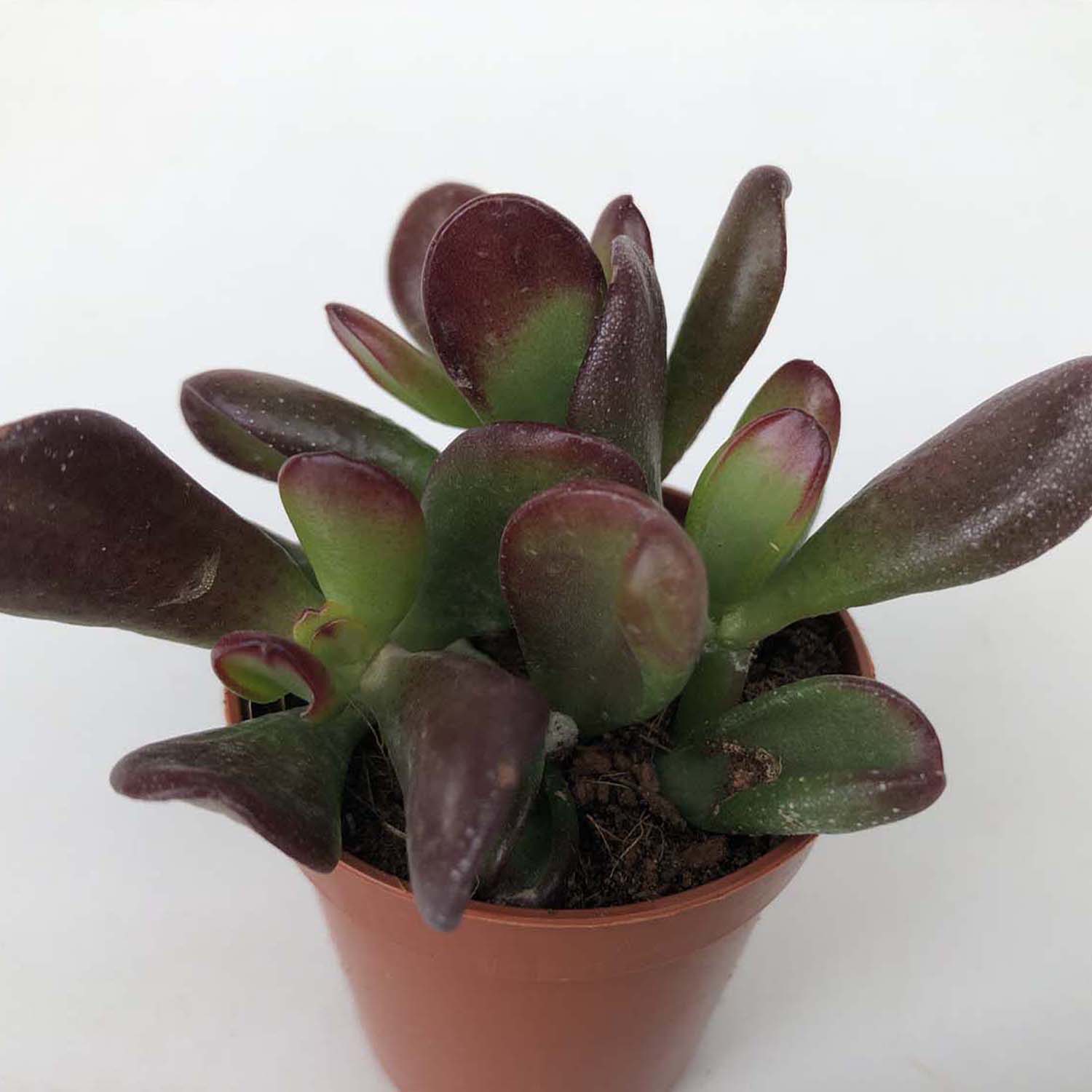 You are currently viewing Crassula gandalf