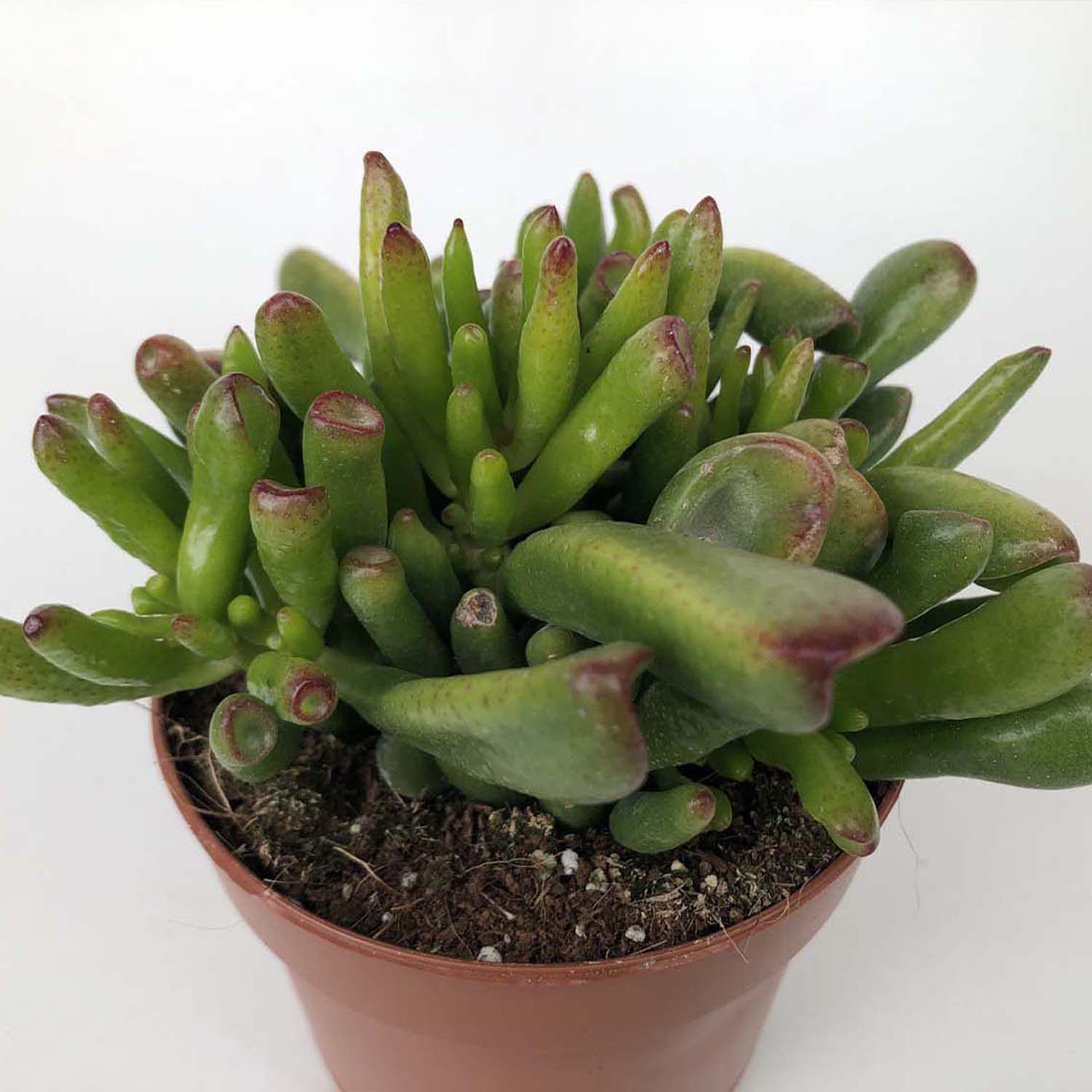 You are currently viewing Crassula gollum