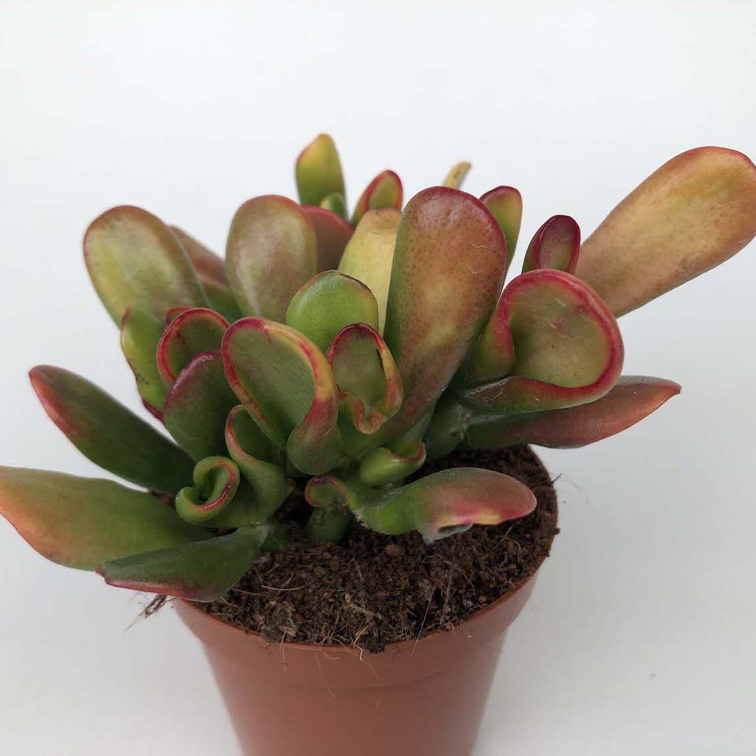 You are currently viewing Crassula hobbit tricolor