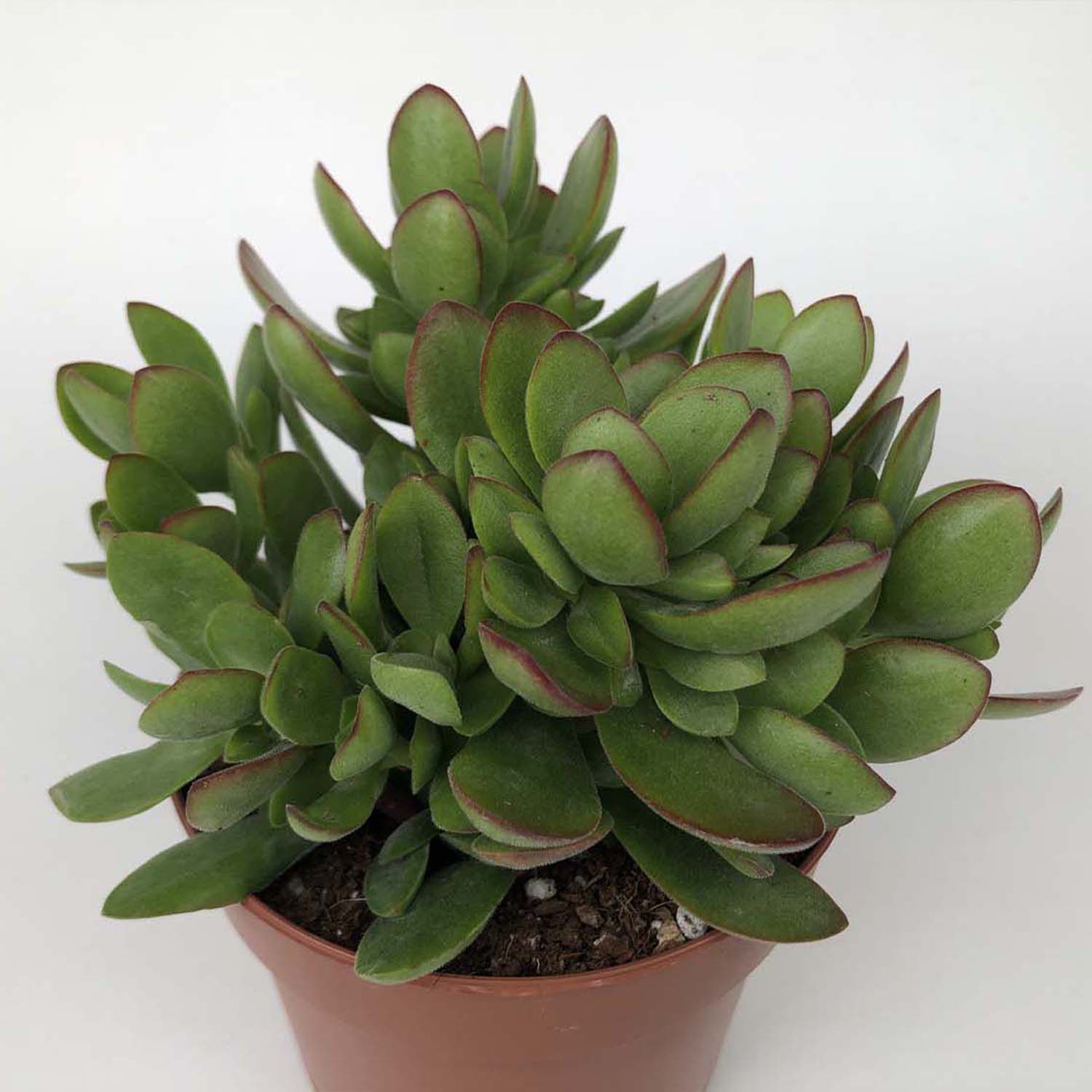 You are currently viewing Crassula swaziensis