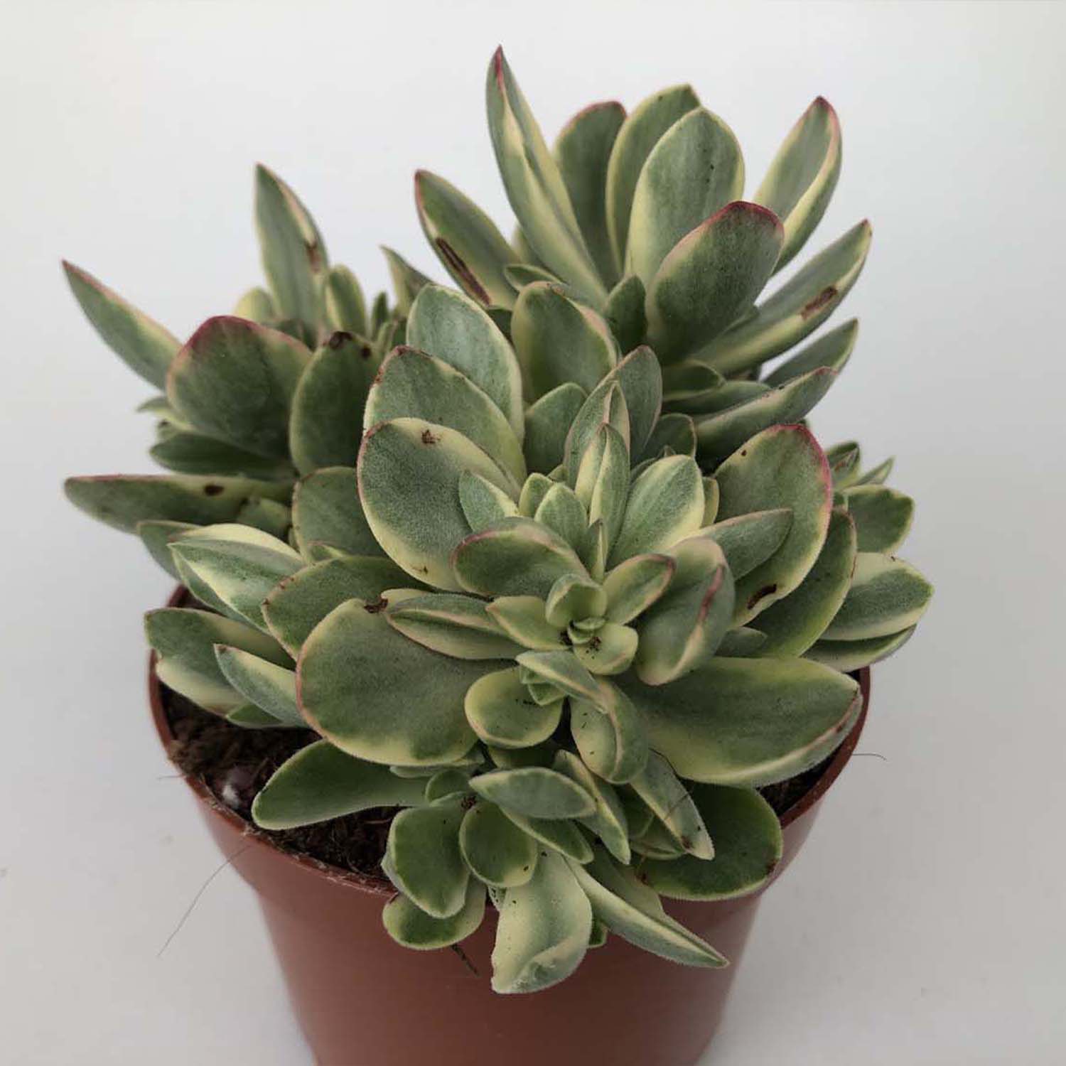 Read more about the article Crassula swaziensis variegata