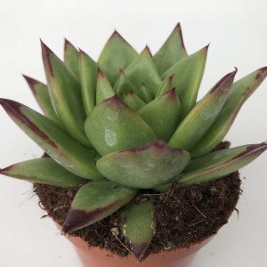 Read more about the article Echeveria agavoides red edge