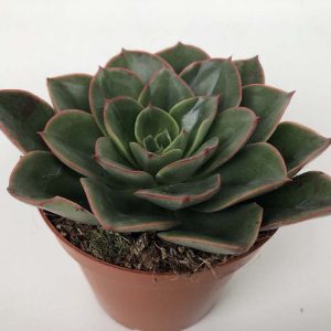 Read more about the article Echeveria candy corn