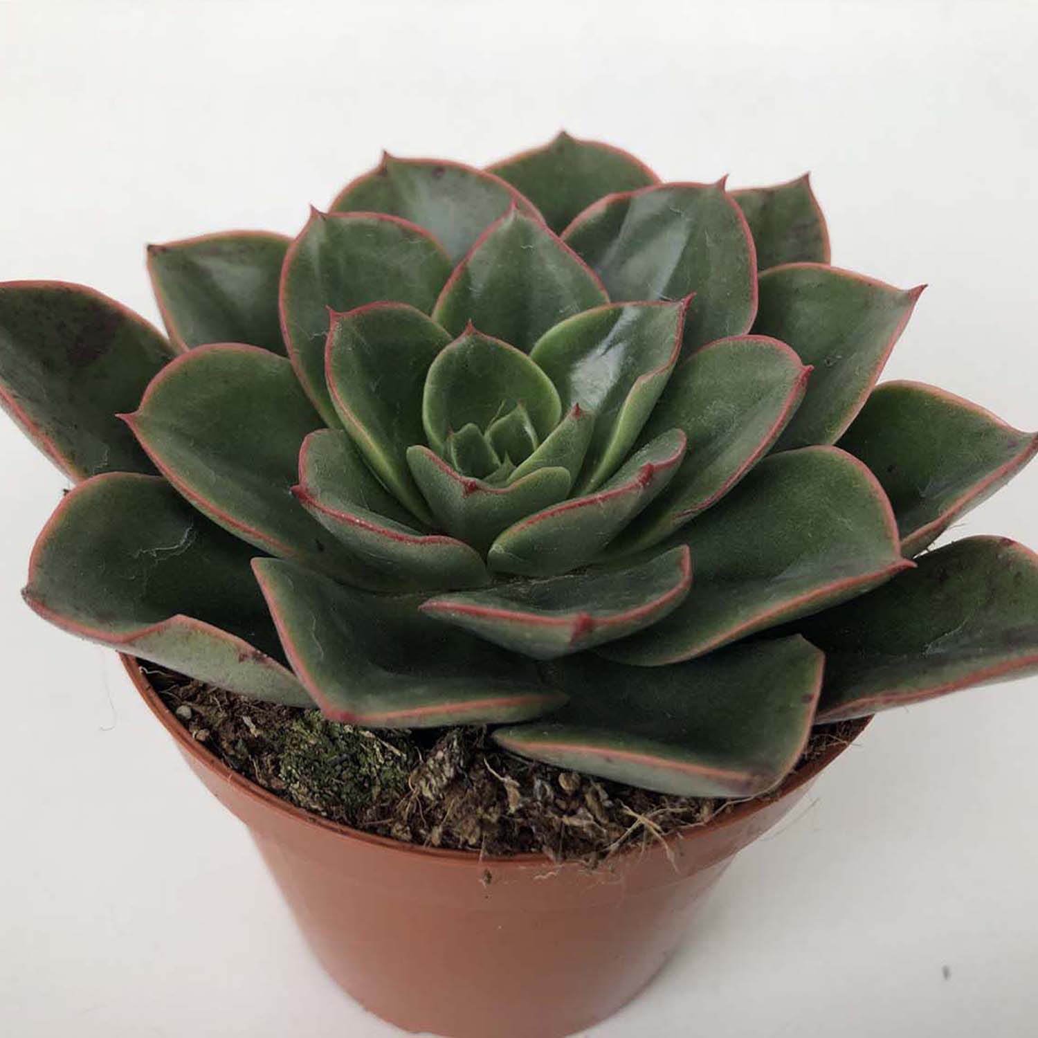 You are currently viewing Echeveria candy corn