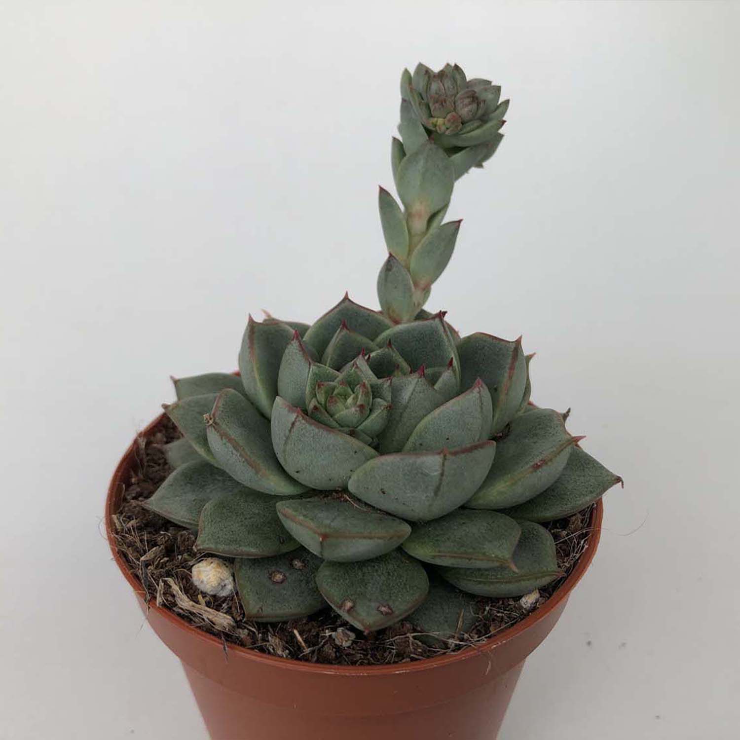 You are currently viewing Echeveria fabiola