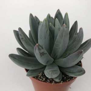 Read more about the article Echeveria hookerii