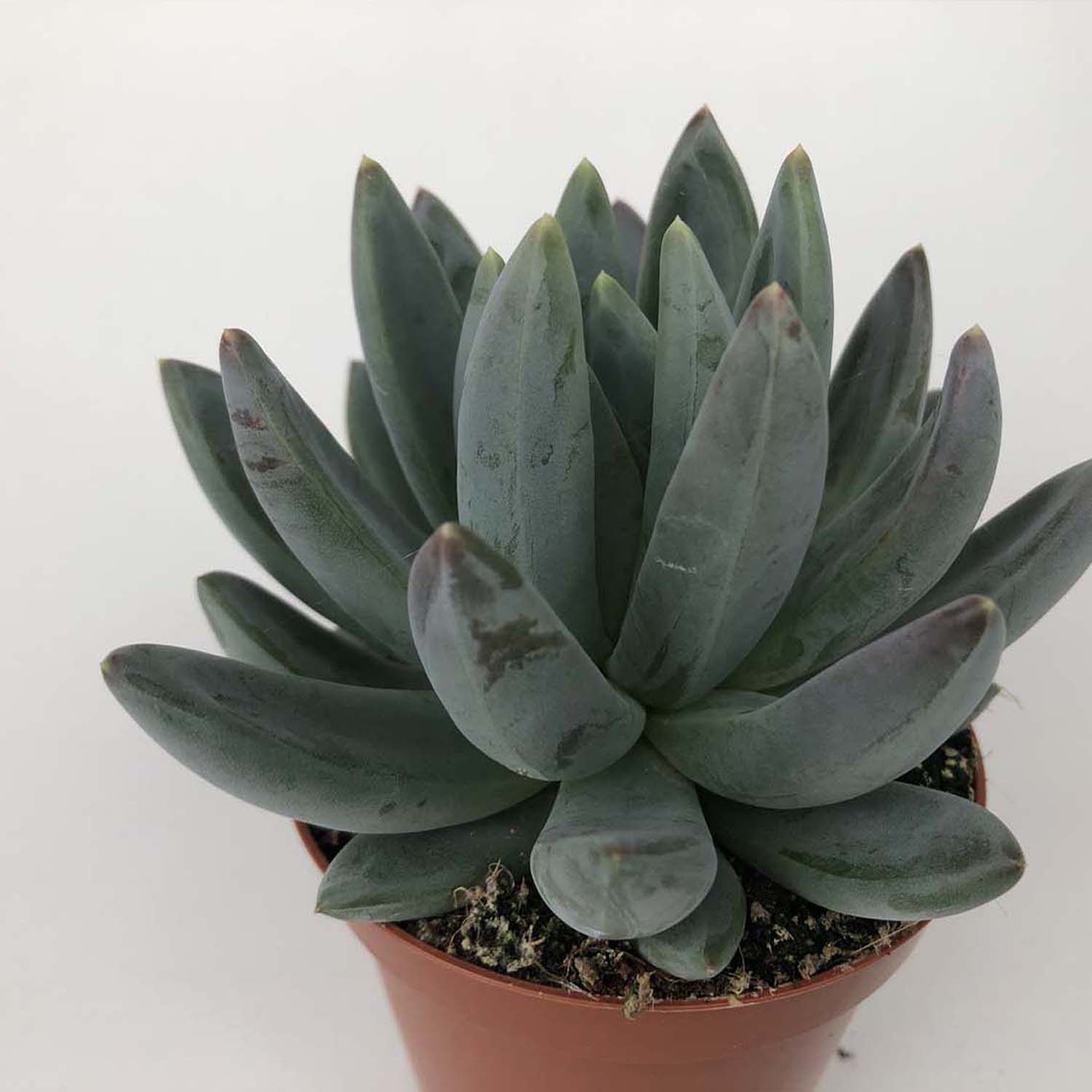 You are currently viewing Echeveria hookerii