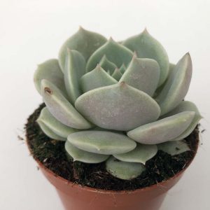 Read more about the article Echeveria lola