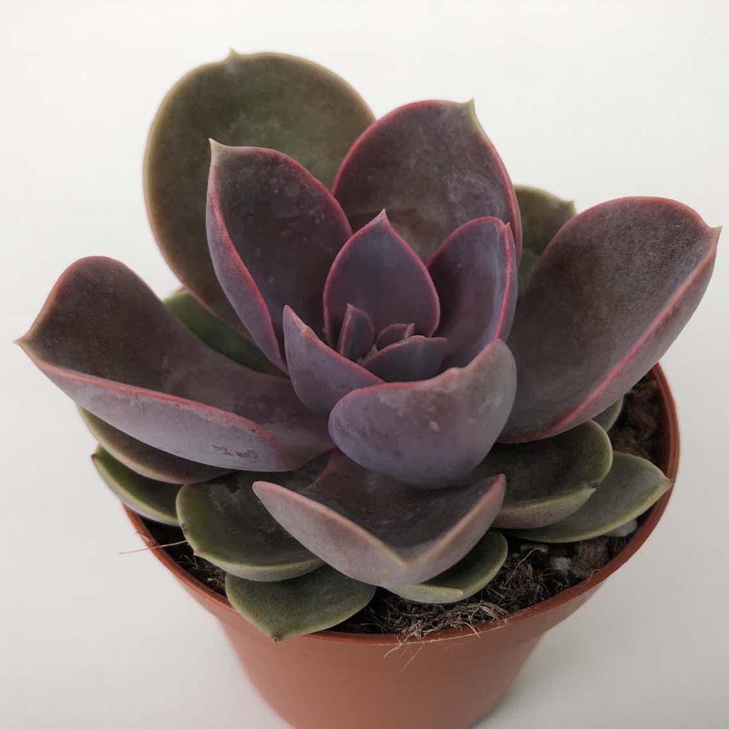 You are currently viewing Echeveria metallica pearl