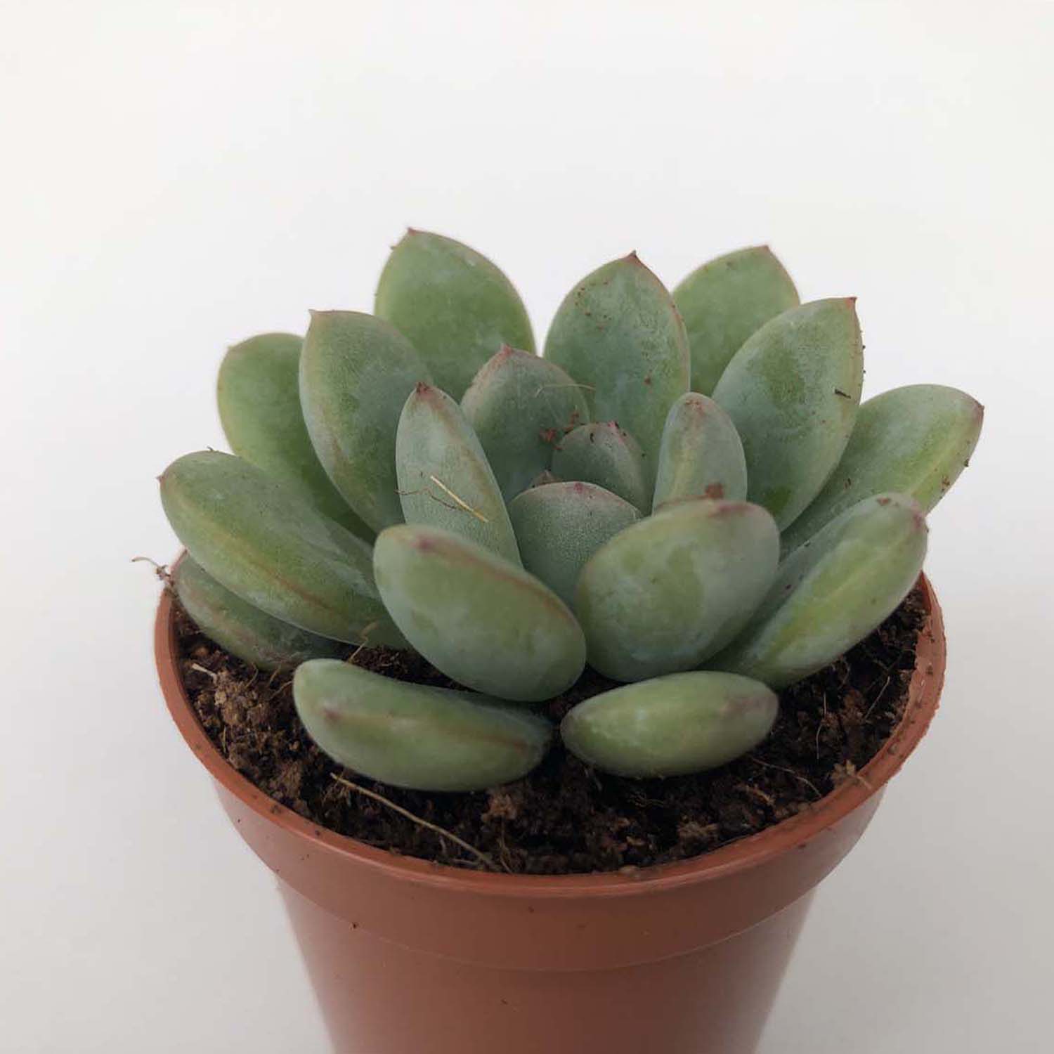 You are currently viewing Echeveria morning dew