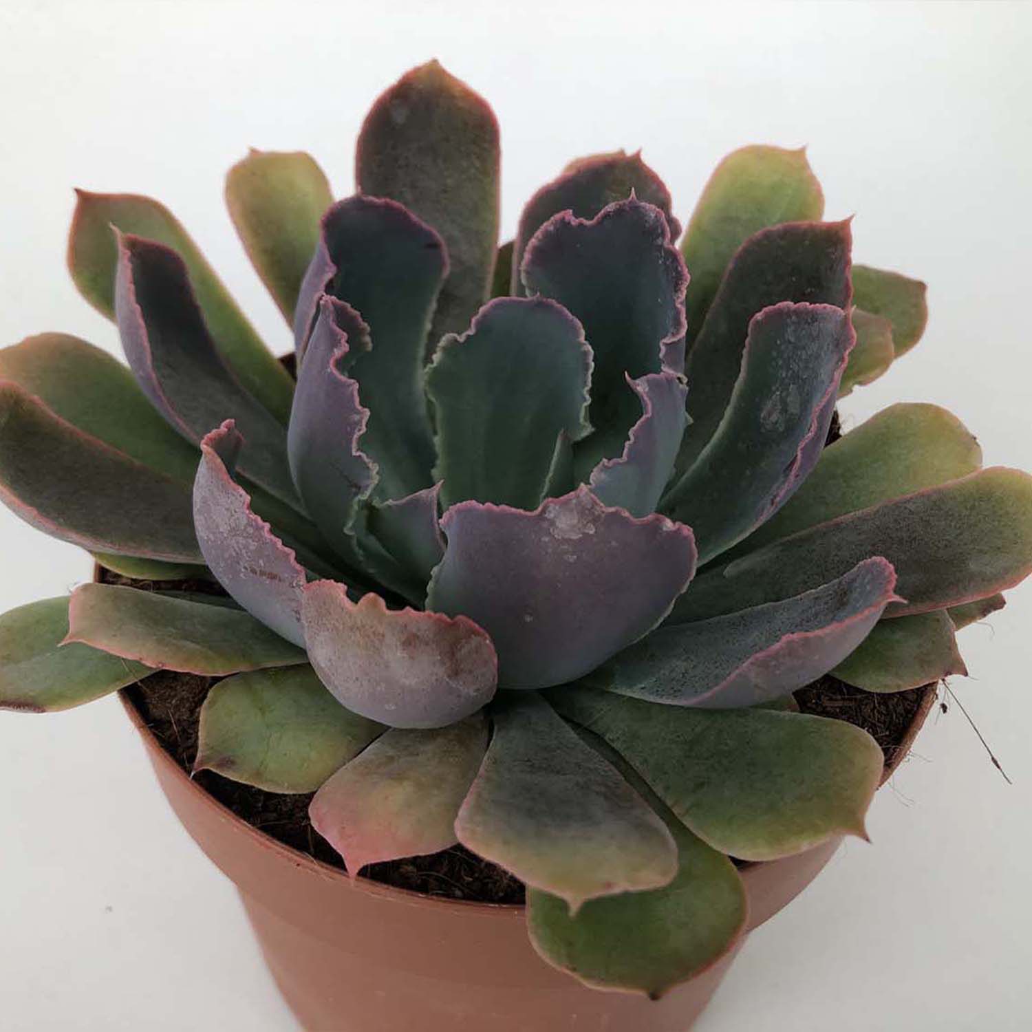You are currently viewing Echeveria neon breakers