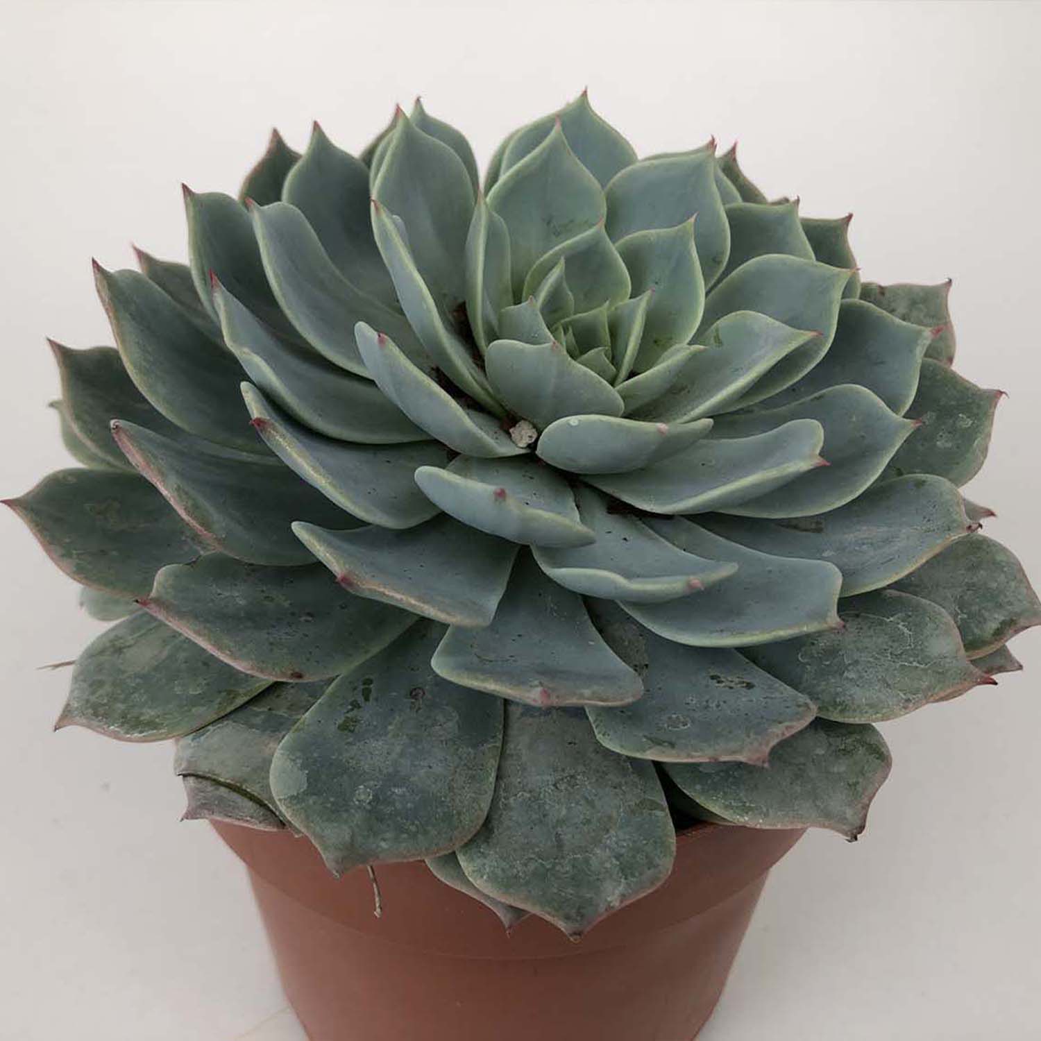 You are currently viewing Echeveria secunda