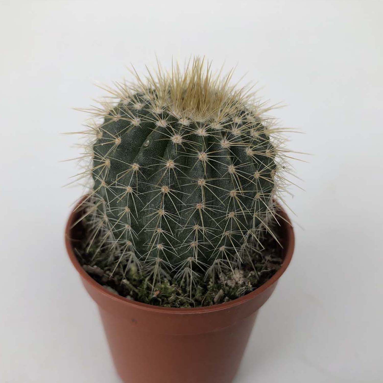 You are currently viewing Eriocactus claviceps