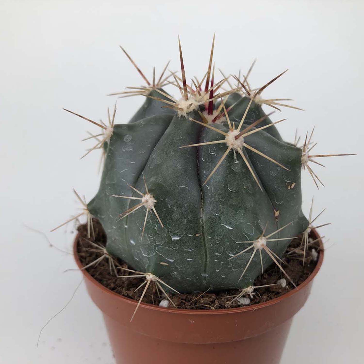 You are currently viewing Ferocactus peninsulae