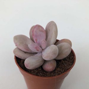 Read more about the article Graptopetalum amethystinum