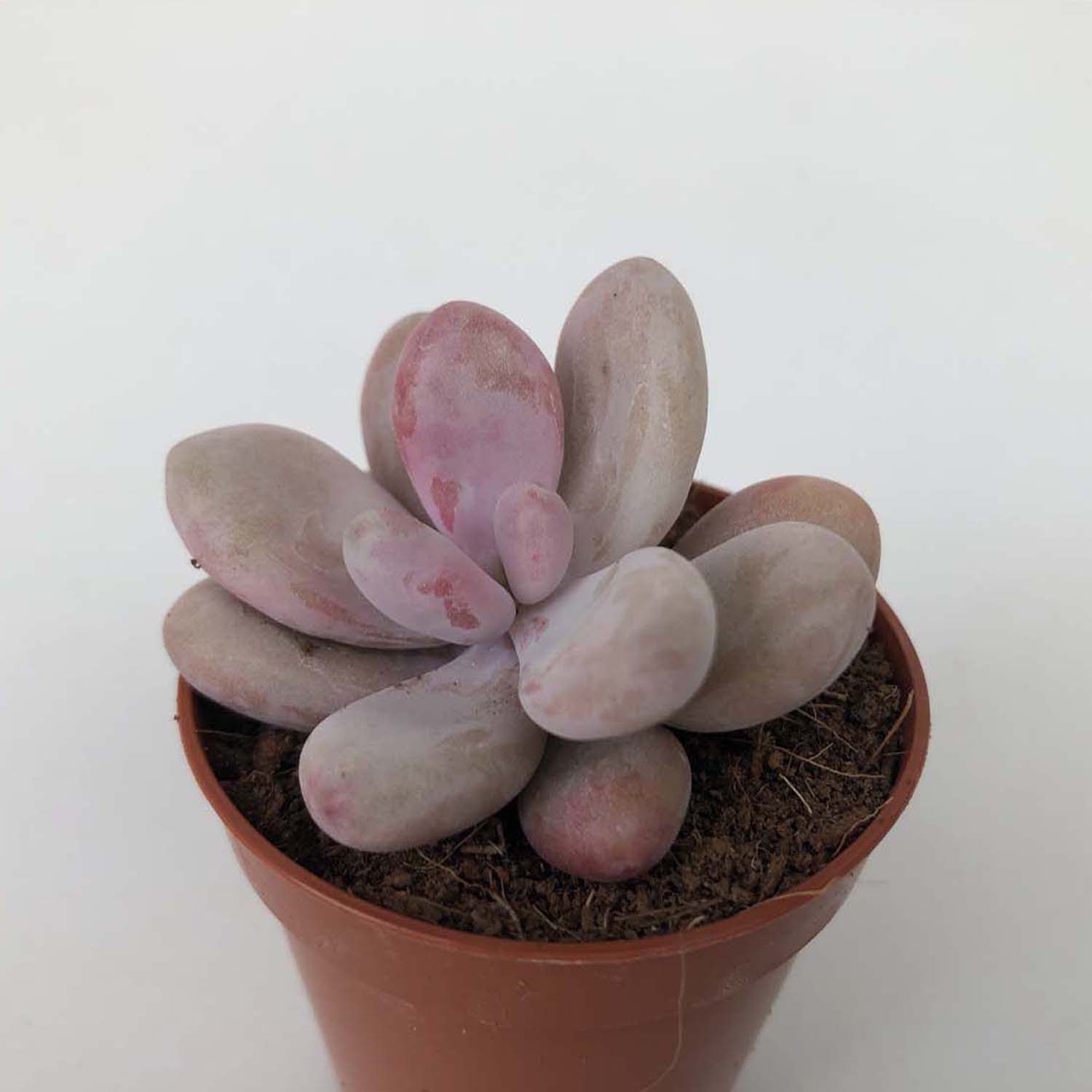 You are currently viewing Graptopetalum amethystinum