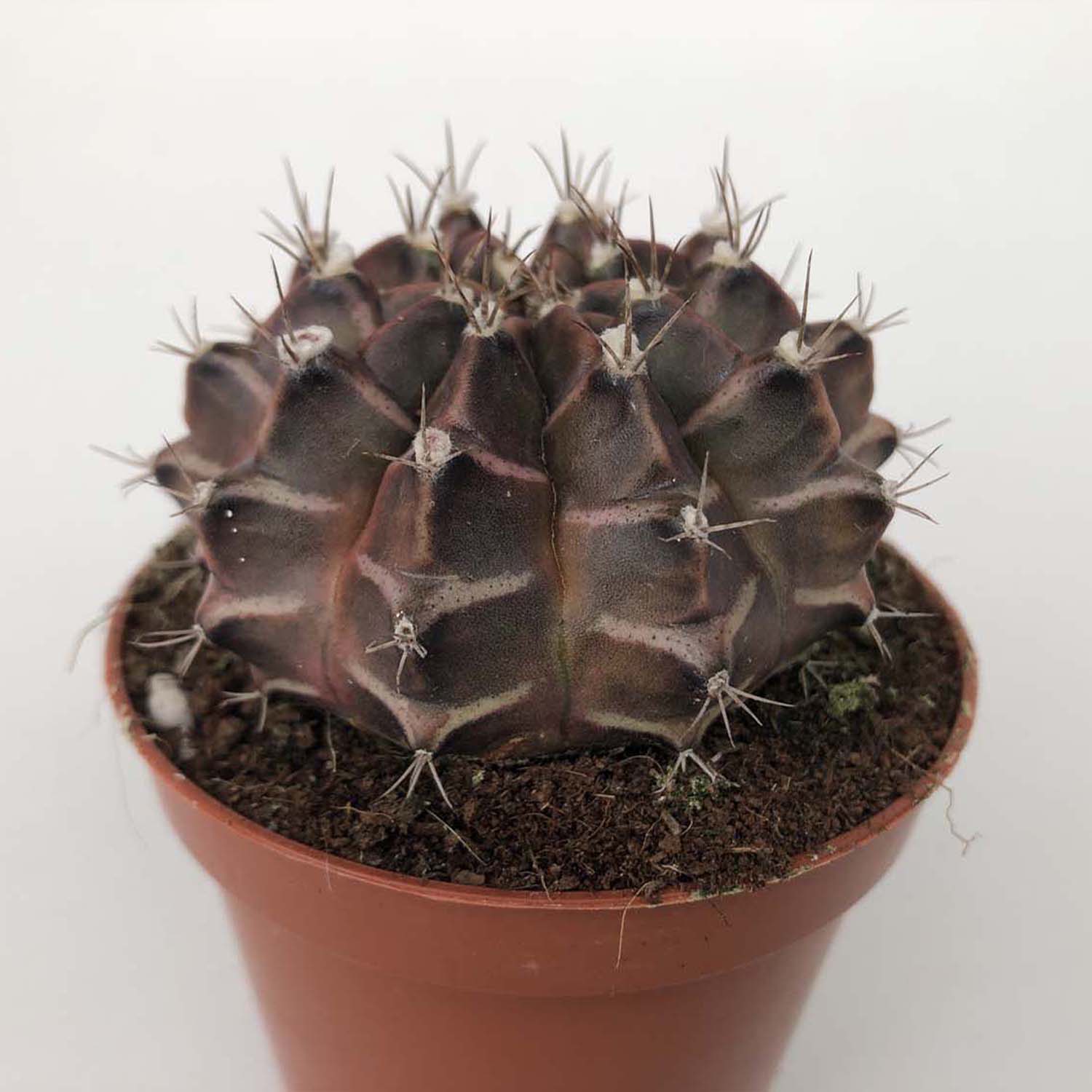 Read more about the article Gymnocalycium mihainovichii